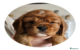 Cavalier King Charles Spaniel dogs for sale: cavalier king charles puppies  - Image 4