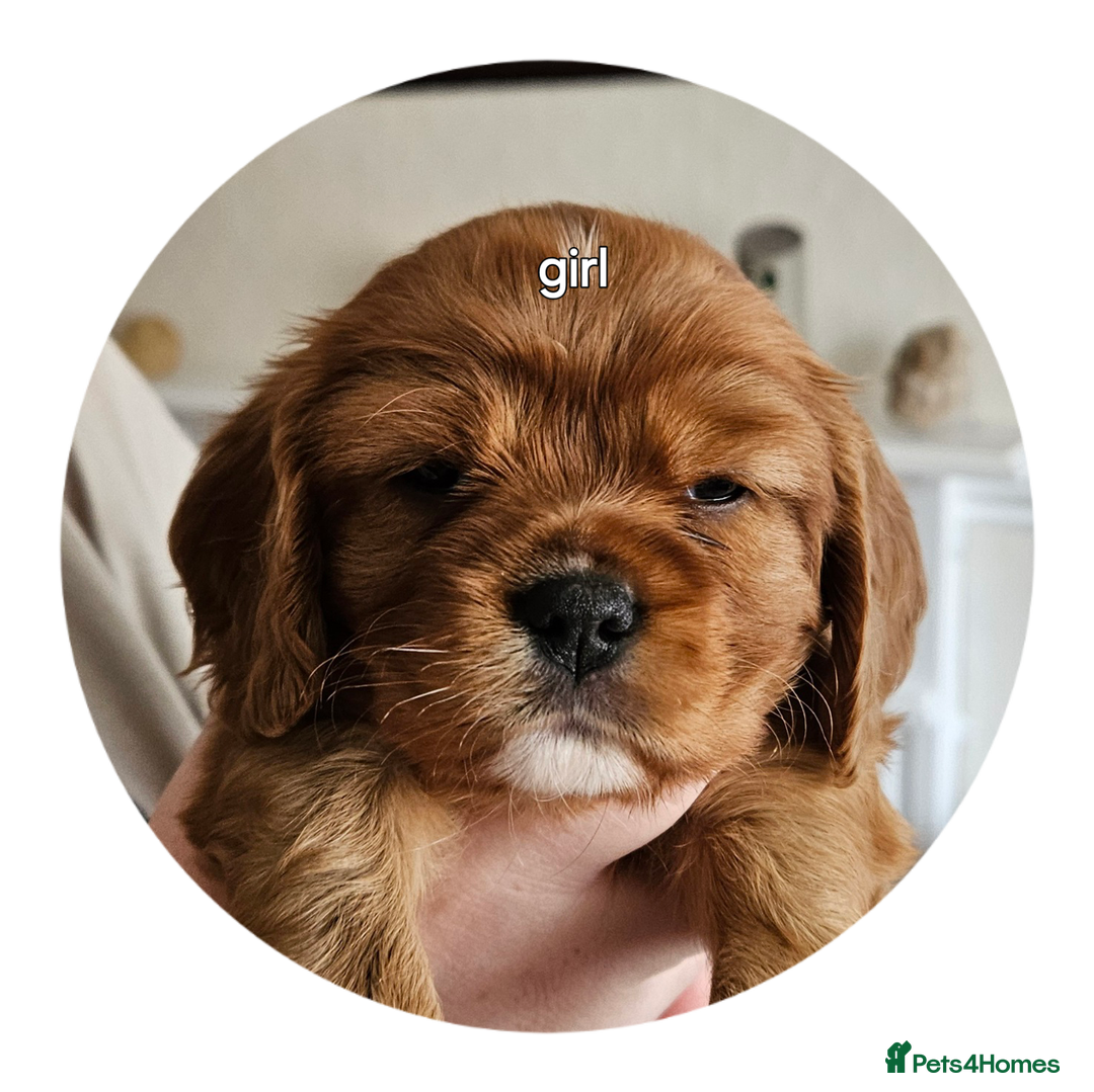 Cavalier King Charles Spaniel dogs for sale: cavalier king charles puppies  - Image 4