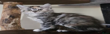 Maine Coon 3 blossom 