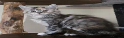 Maine Coon cats for sale: Stunning TICA registered girls - Advert 6