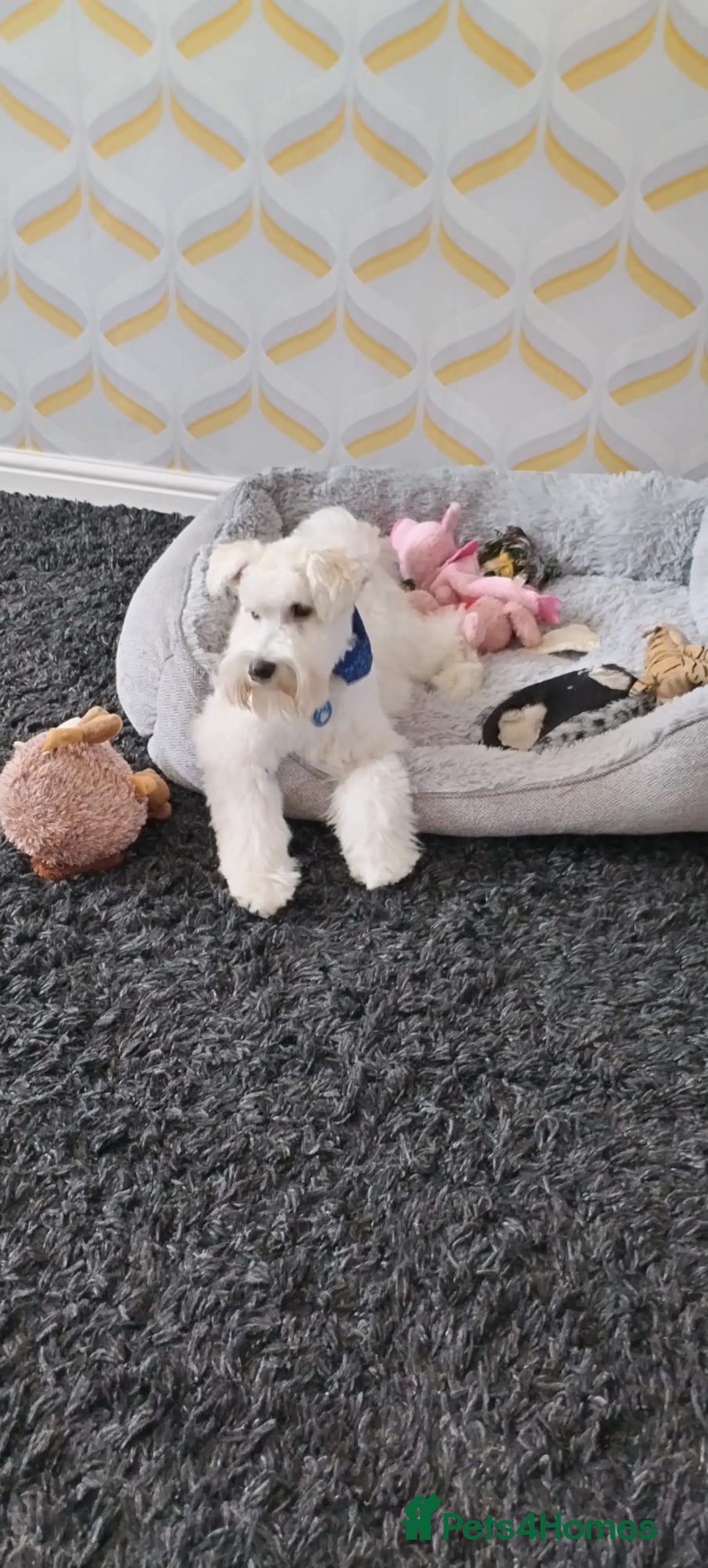 Miniature Schnauzer dogs for stud: Rockybobs Miniature Schnauzer: Fully health tested in Manchester - Advert 3