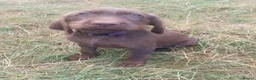Mixed Breed dogs for sale: READY NOW  - Weimaraner x Vizsla - Advert 5