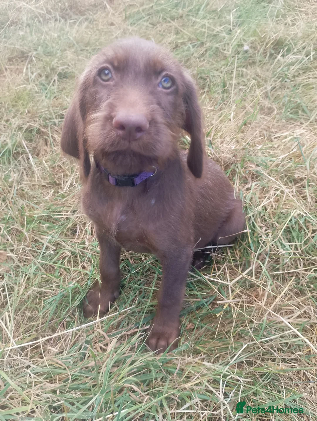 Mixed Breed dogs for sale: Ready! 1 very smart boy left - Weimaraner x Vizsla - Advert 2