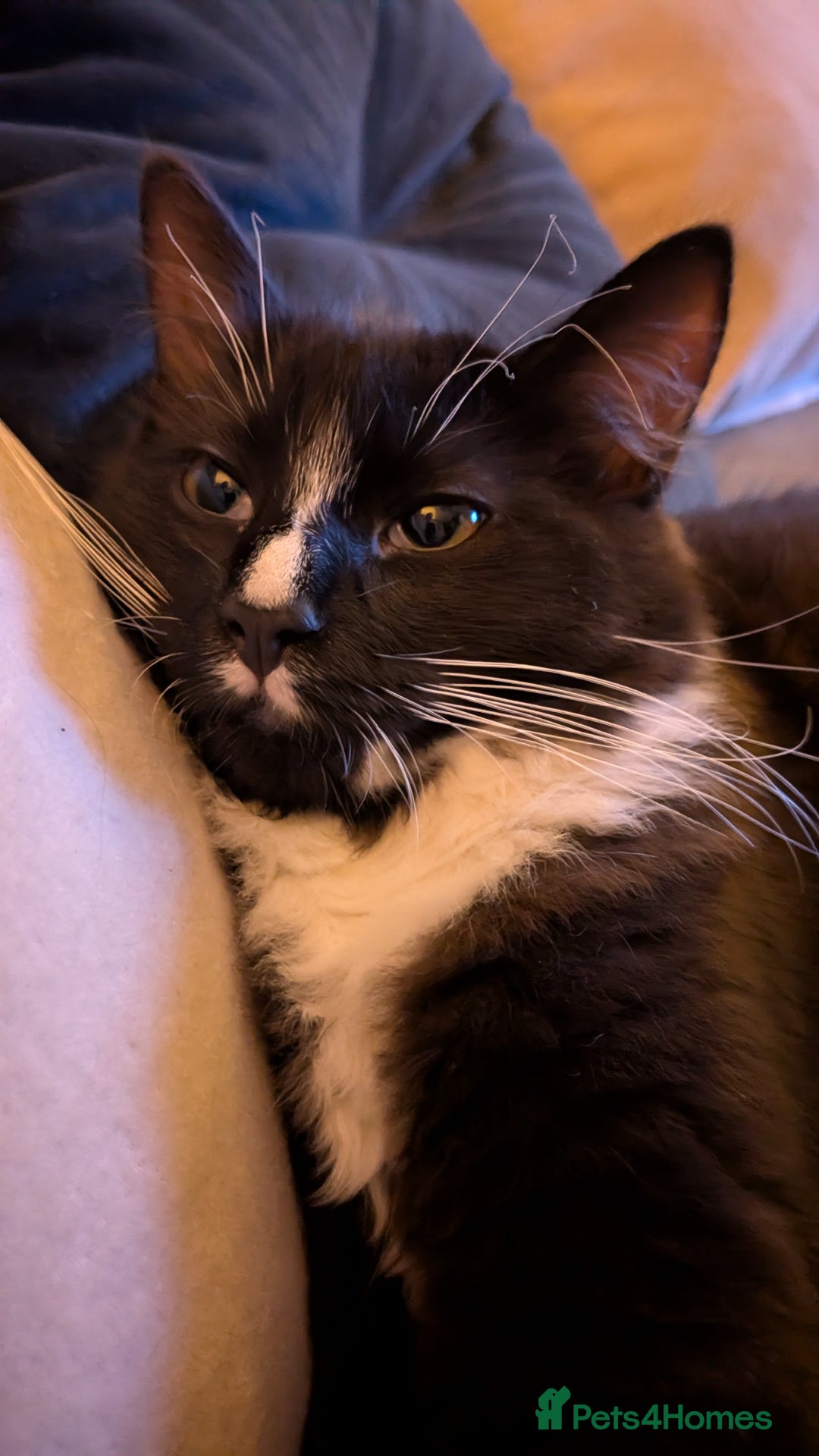 Ragdoll cats for sale: Part ragdoll boy needs rehoming  - Advert 4