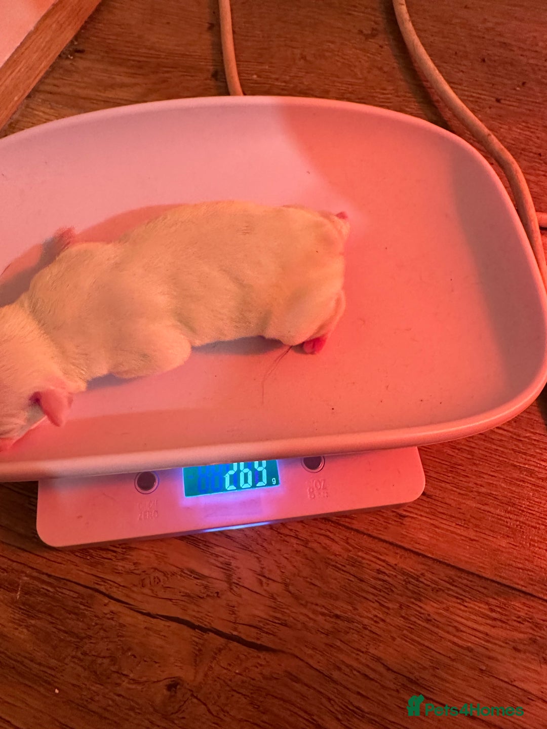 French Bulldog dogs for sale: French bulldog “fluffy” - Advert 7