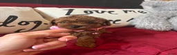 Toy Poodle dogs for sale: Female Red Toy Poodle DNA tested Parents  - Advert 7