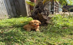 Cavapoo dogs for sale: ⭐️ Stunning ⭐️ F1b Cavapoos ⭐️ Ready Thursday ⭐️ - Image 3