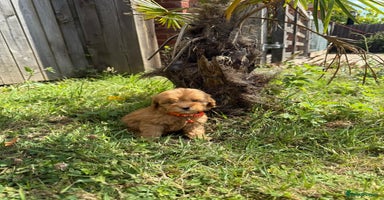 Cavapoo dogs - Advert 2