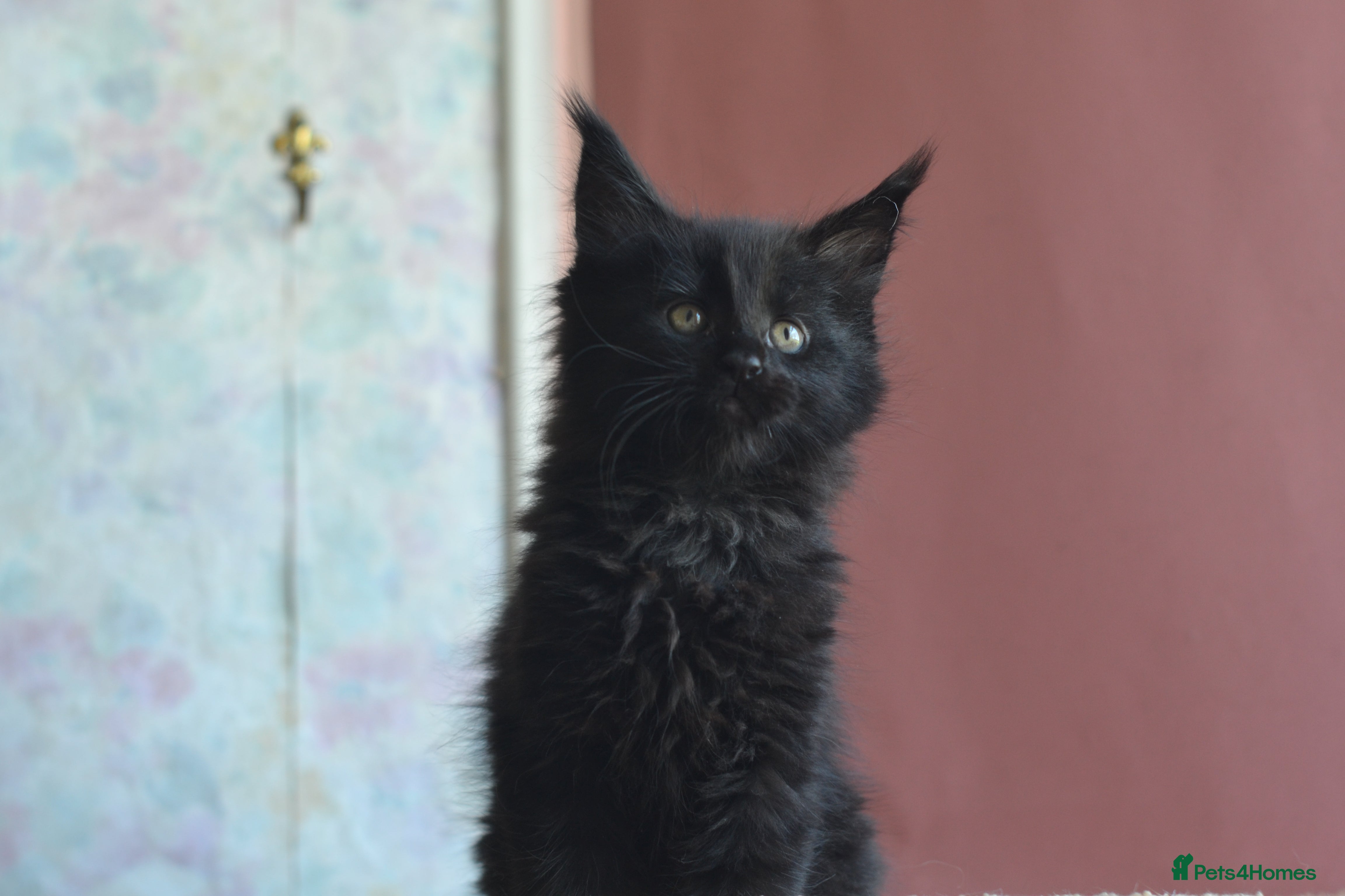 Maine Coon cats Tica registered Maine Coon boy for reservation - Advert 3