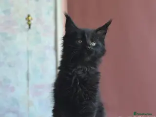 Maine Coon cats Tica registered Maine Coon boy for reservation - Advert 3