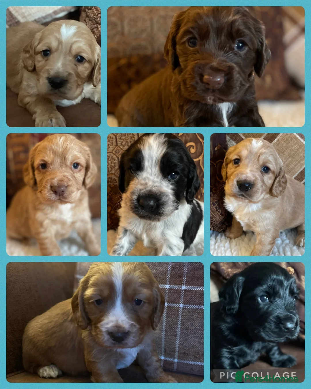 Cocker Spaniel dogs for stud: George - Professional Stud Service  in Eastleigh - Advert 19