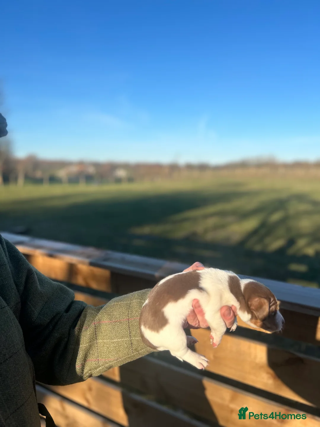 Jack Russell dogs for sale: Stunning Jack Russell puppies fr sale-all colours  - Advert 22