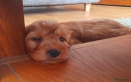 Cockapoo dogs for sale: Beautiful F1 red/golden cockapoo puppies - Image 12