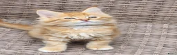 Maine Coon cats for sale: Maine Coon ginger Ready Now!! Absolutely gorgeous! - Advert 17