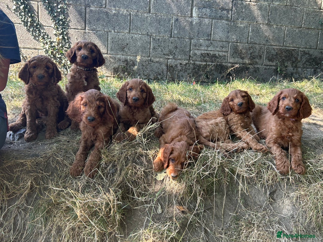 Irish Doodle dogs for sale: Irish doodles - Image 29