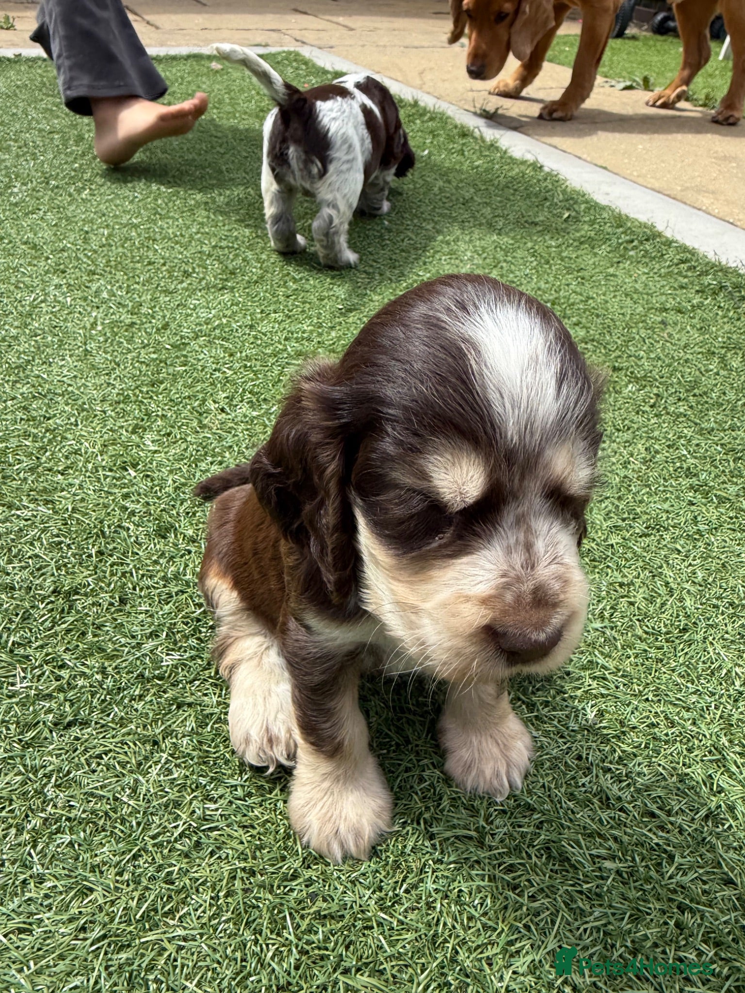 Cocker Spaniel dogs Beautiful litter of Show cocker spaniels - Advert 2