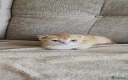 Scottish Fold cats for sale: Scottish Fold Kittens ( Delivery available) - Advert 15