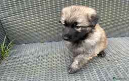 German Shepherd dogs for sale: KC Long Coats Ready To Leave Soon!  - Image 18