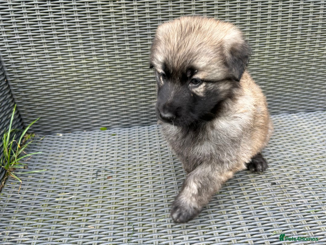 German Shepherd dogs for sale: KC Long Coats Ready To Leave Soon!  - Image 18
