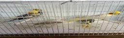 Cockatiels birds for sale: Cockatiels  - Advert 7