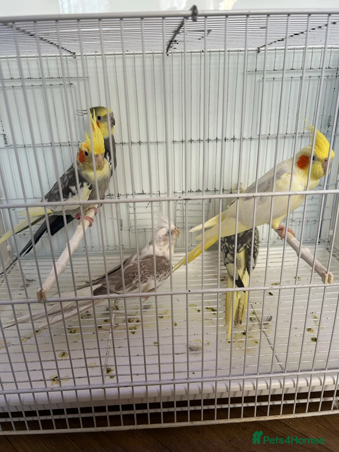 Cockatiels birds for sale: Cockatiels  - Advert 7