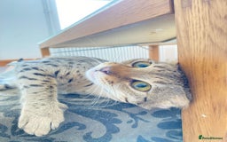 Savannah cats for sale: F3 girls  - Image 16