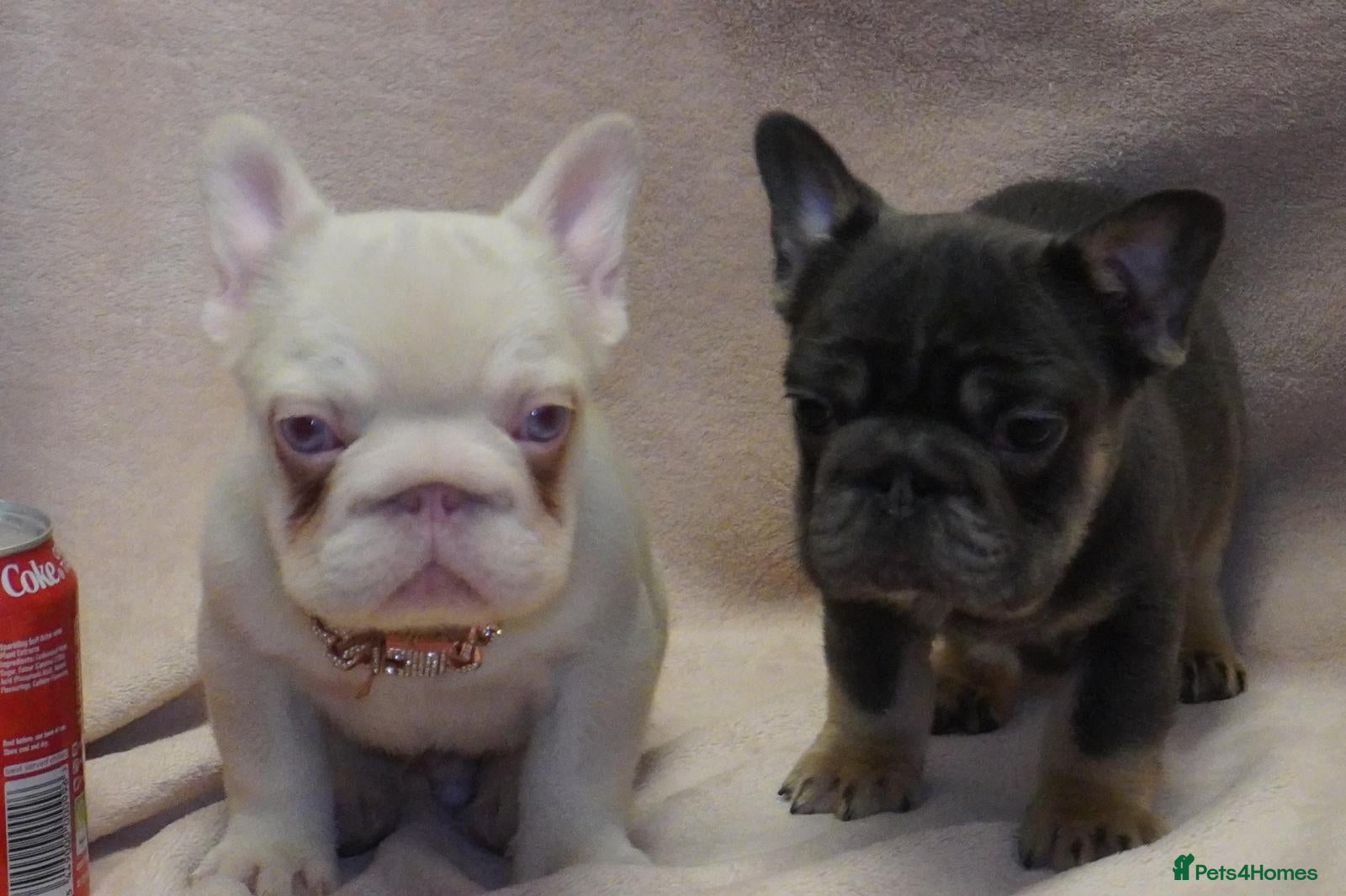 French Bulldog dogs French bulldog 2 males.One full pink,one blue tan - Advert 5