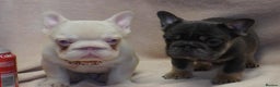 French Bulldog dogs for sale: French bulldog 2 males.One full pink,one blue tan - Advert 1