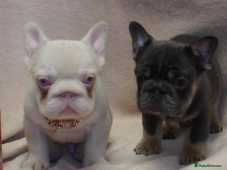 French Bulldog dogs French bulldog 2 males.One full pink,one blue tan - Advert 5