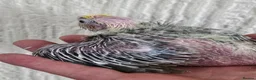 Cockatiels birds for sale: Cockatiel chicks hand tame  - Advert 38