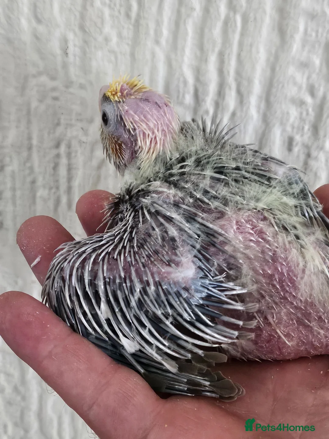 Cockatiels birds for sale: Cockatiel chicks hand tame  - Advert 38