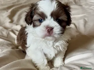 Shih Tzu dogs ✨🐶 Exceptional Shih Tzu Puppies Available 🐶✨ - Advert 10