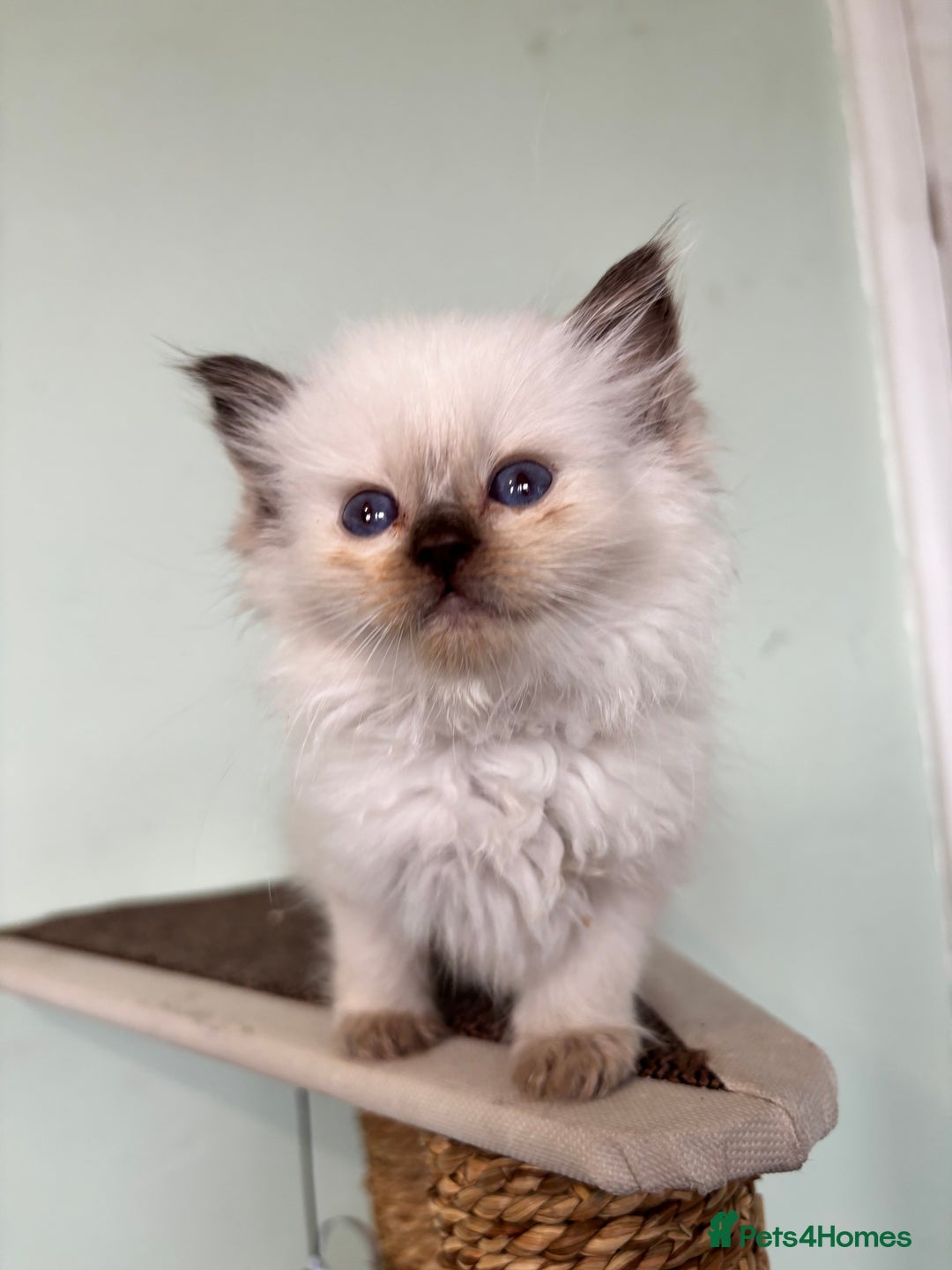 Ragdoll cats for stud: Lilac tabby colourpoint for stud - Advert 8