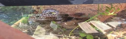 Leopard Gecko reptiles for sale: 2 female leopard geckos in Edinburgh - Advert 6