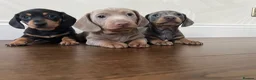 Miniature Dachshund dogs for sale: Kc reg miniature smooth haired dachshund  - Advert 4