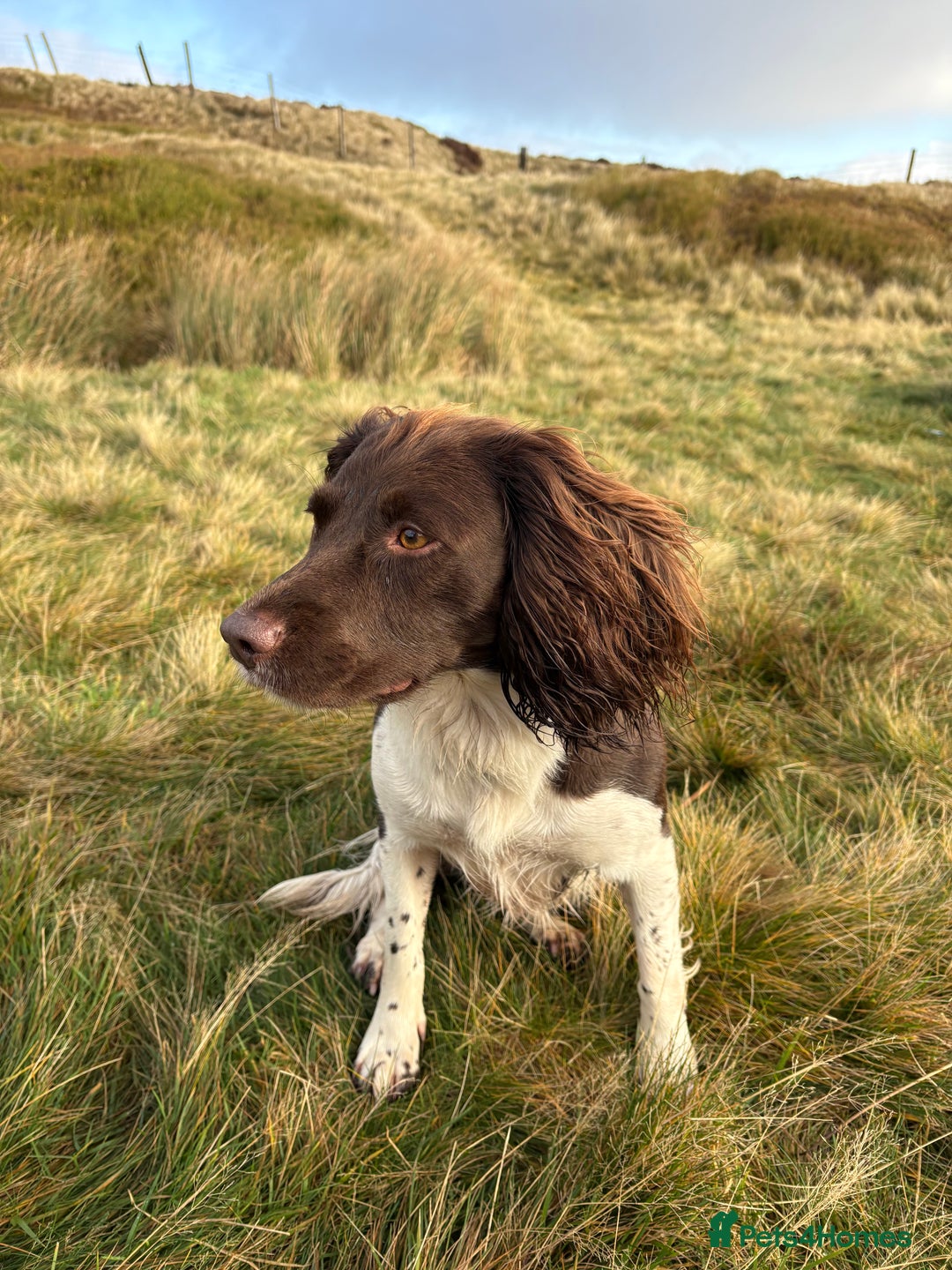 English Springer Spaniel dogs for sale: Beautiful litter of KC REG Puppies - Advert 11
