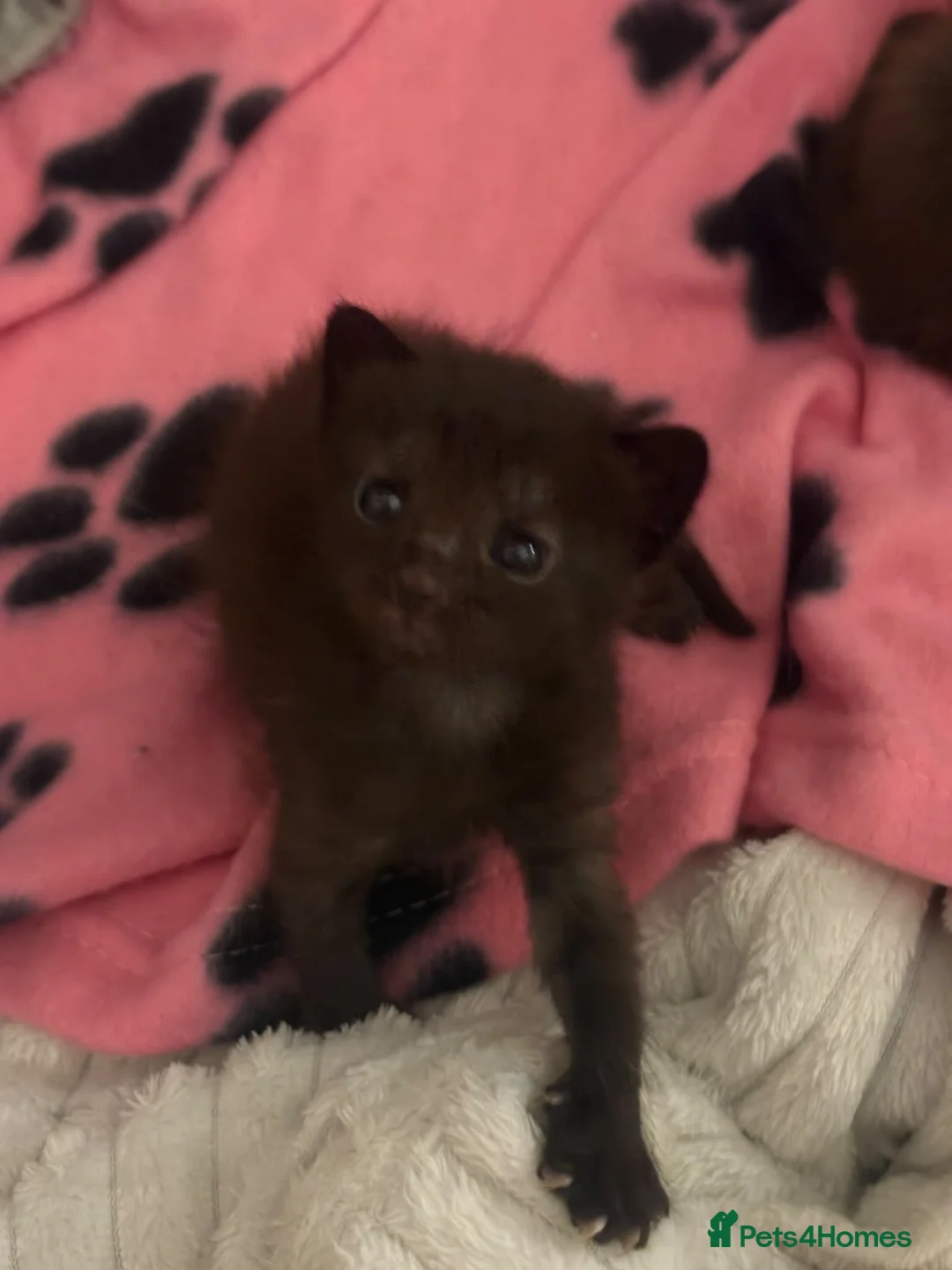 Mixed Breed cats for sale: Kittens for sale  in Croydon - Advert 2