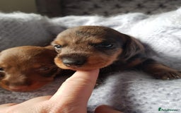 Dachshund dogs for stud: KC Registered Wirehaired Dachshund for Stud in Stoke-on-Trent - Image 7