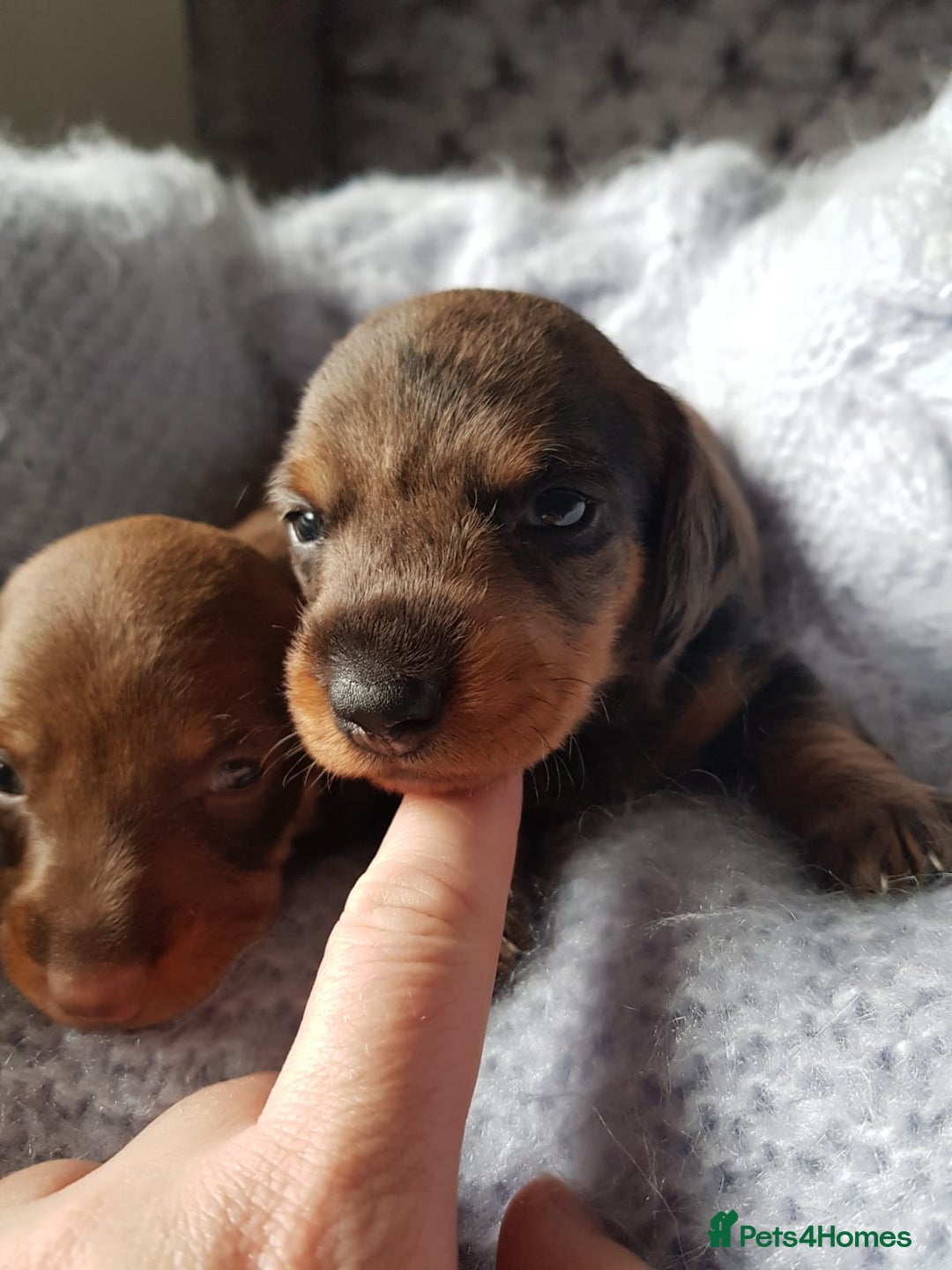 Dachshund dogs for stud: KC Registered Wirehaired Dachshund for Stud in Stoke-on-Trent - Image 7