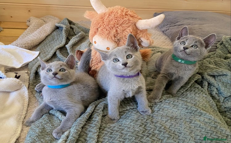 Russian Blue cats - Advert 3