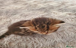 British Shorthair cats for sale: Adorable British Shorthair x Tabby Kittens - Image 10