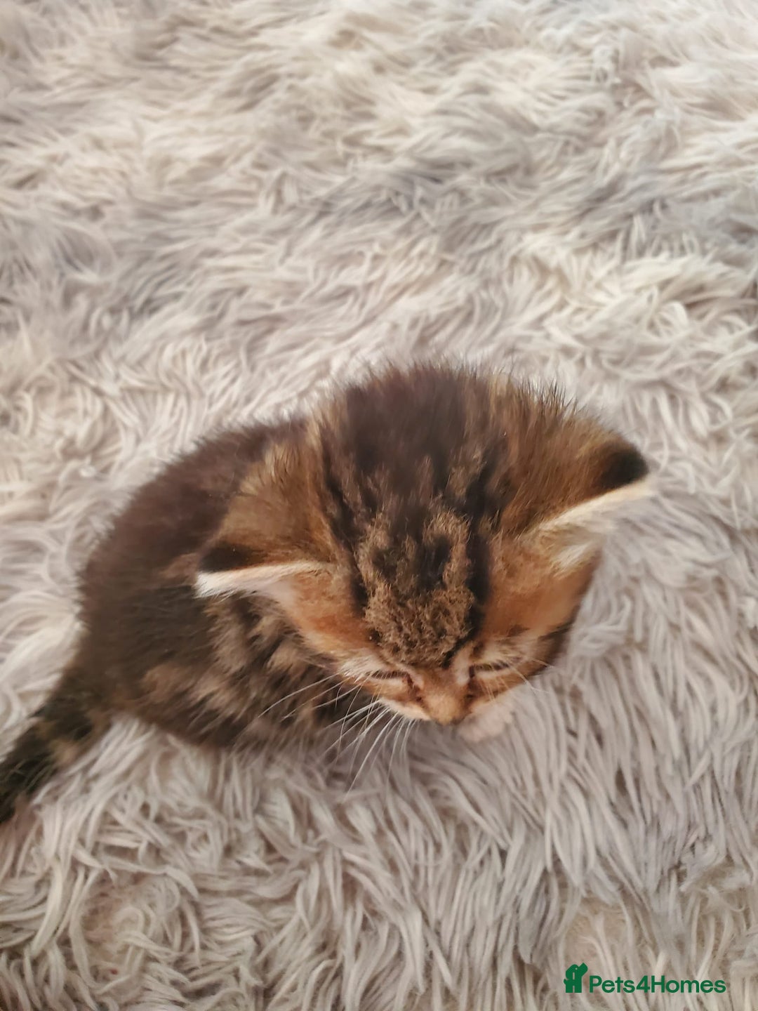 British Shorthair cats for sale: Adorable British Shorthair x Tabby Kittens - Image 10