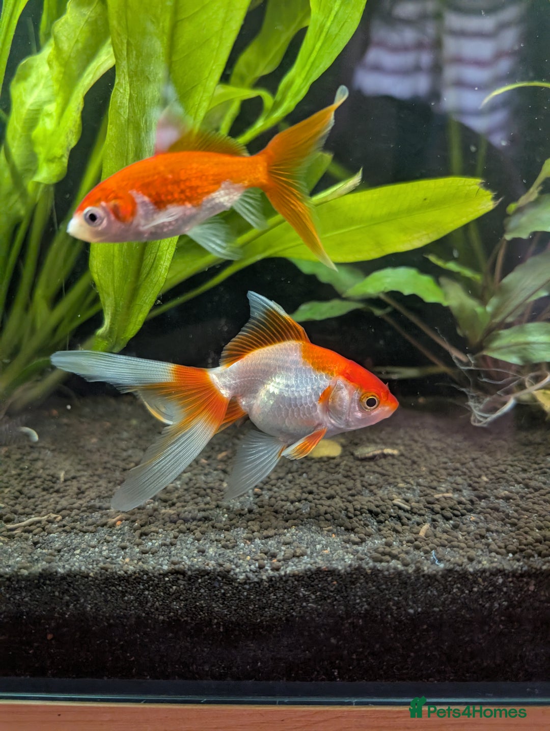 Fancy Goldfish fish for sale: Ryukin gold fish and mixed gold fish - Image 5