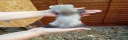 Ferret rodents for sale: Ferret hob kits in Hereford - Advert 6