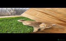 British Shorthair cats for sale: Pedigree British Short-hair kittens  - Image 4