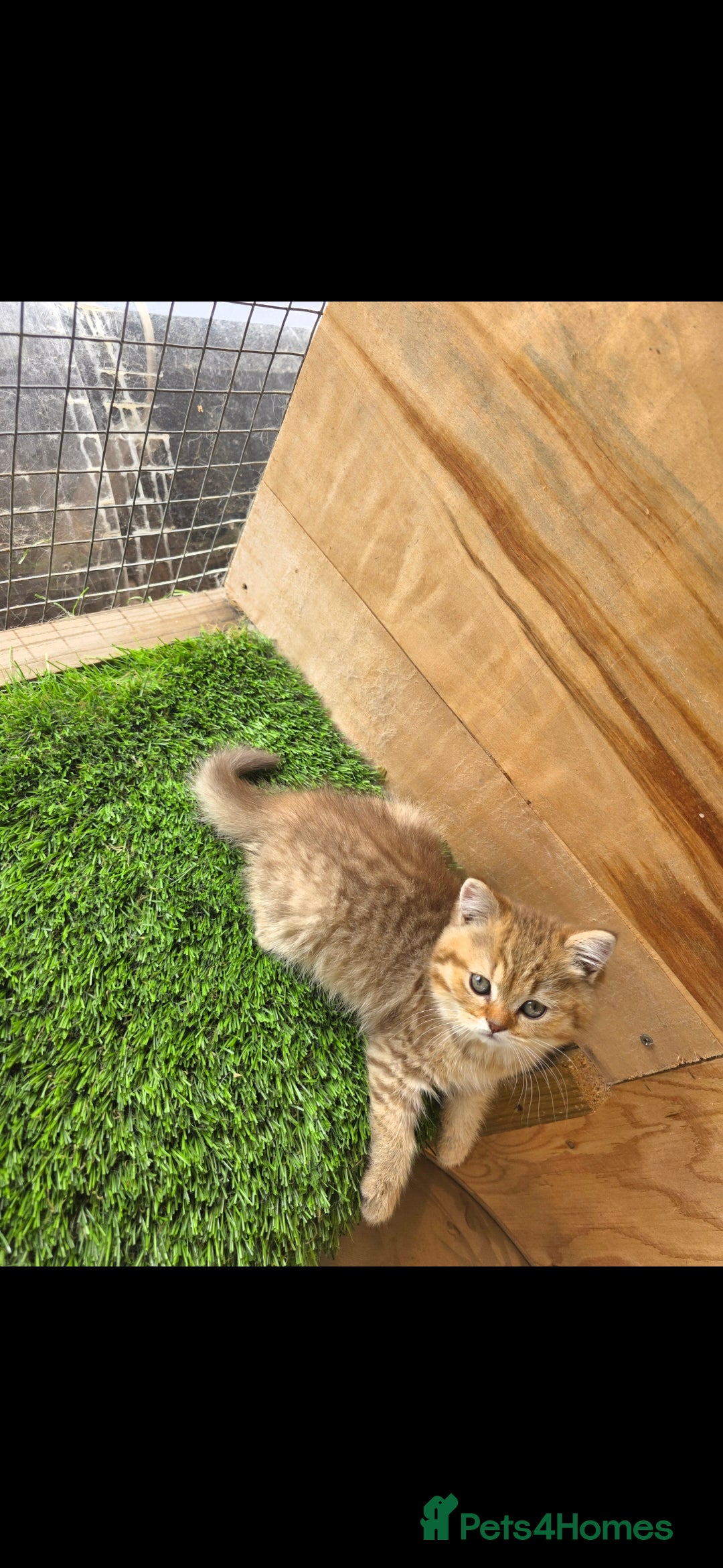British Shorthair cats for sale: Pedigree British Short-hair kittens  - Image 4