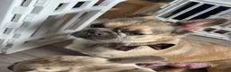 French Bulldog dogs for sale: French bulldog pups for sale - Advert 9