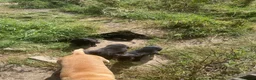 Labrador Retriever dogs for sale: Labrador puppies - Advert 4