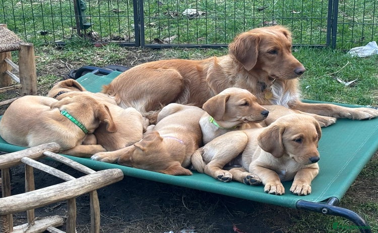 Mixed Breed dogs - Advert 12
