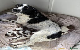 Sprocker dogs for sale: Sprocker spaniel puppies - Image 4